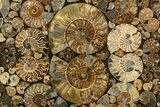 Eye-Catching, Cut and Polished Ammonite Fossil Coffee Table #303664-2